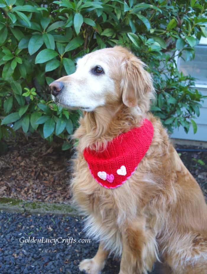 Valentine's Day Dog Bandana, Free Crochet Pattern GoldenLucyCrafts